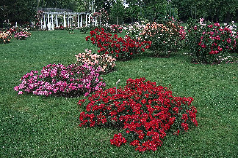 2010-06- (402).JPG - Hier gibt es einen ausgedehnten Rosengarten zu bewundern